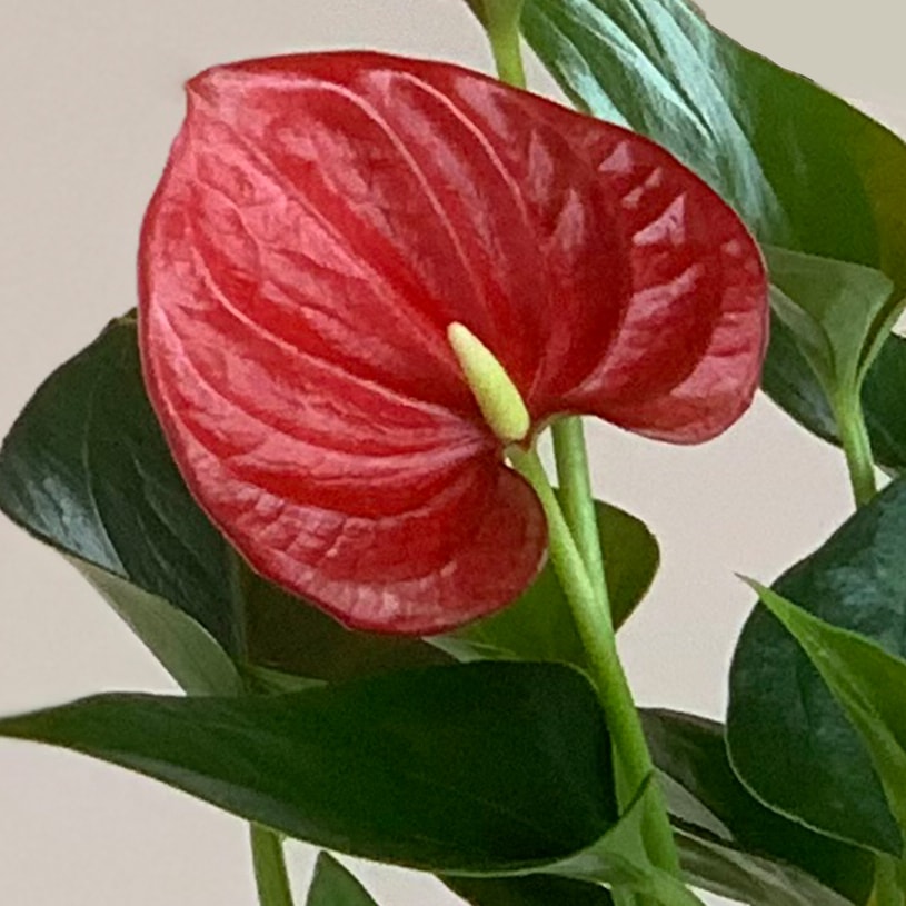 最短 翌日出荷 苔玉アンスリウム 1cm刻みのカーテン パーフェクトスペースカーテン館 最短 翌日出荷 苔玉アンスリウム 1cm刻みのカーテン パーフェクトスペースカーテン館