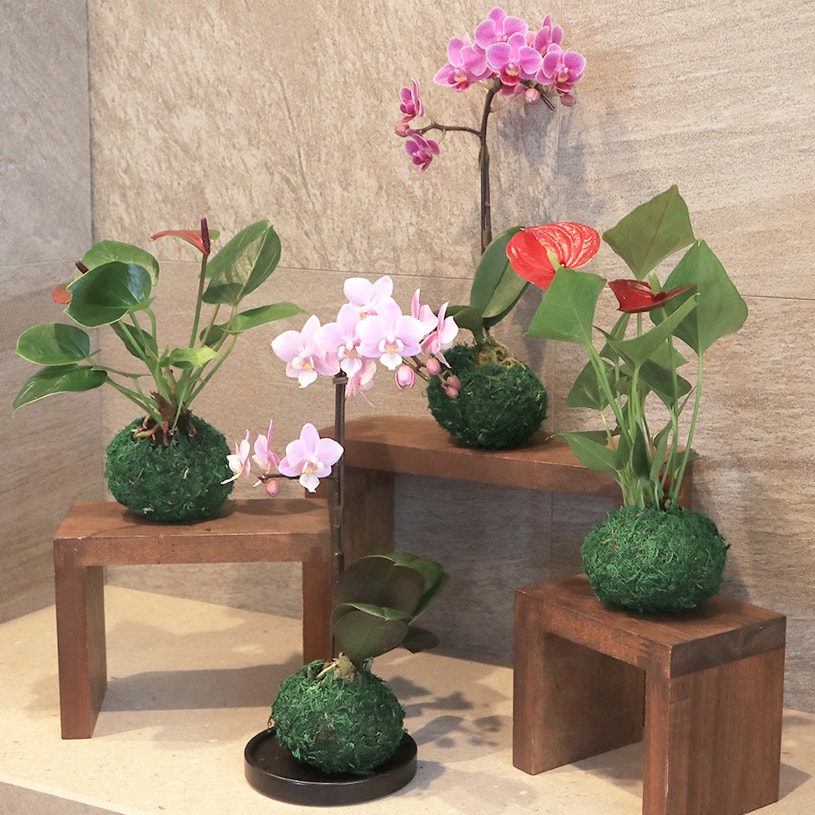 最短 翌日出荷 苔玉セット パーフェクトスペースカーテン館 最短 翌日出荷 苔玉セット パーフェクトスペースカーテン館