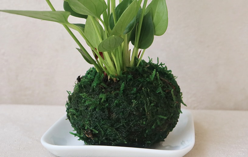最短 翌日出荷 苔玉アンスリウム 1cm刻みのカーテン パーフェクトスペースカーテン館 最短 翌日出荷 苔玉アンスリウム 1cm刻みのカーテン パーフェクトスペースカーテン館