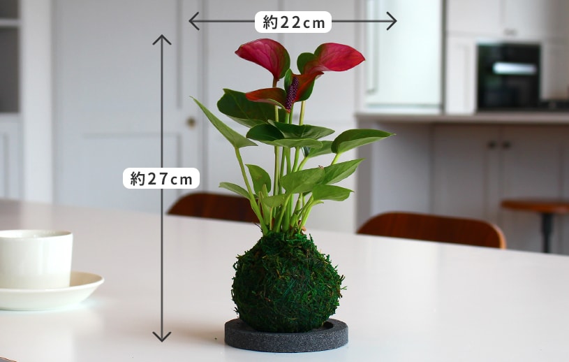 最短 翌日出荷 苔玉セット 1cm刻みのカーテン パーフェクトスペースカーテン館 最短 翌日出荷 苔玉セット 1cm刻みのカーテン パーフェクトスペースカーテン館