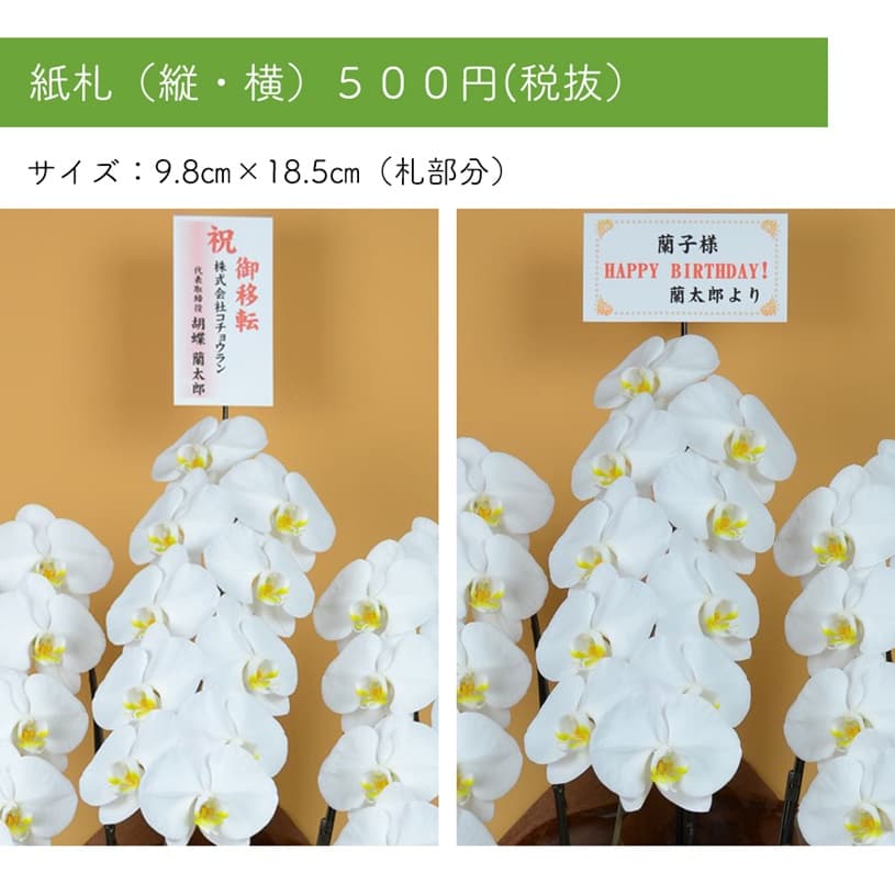 最短 翌日出荷 大輪胡蝶蘭3本立ち パーフェクトスペースカーテン館 最短 翌日出荷 大輪胡蝶蘭3本立ち パーフェクトスペースカーテン館