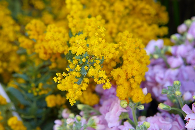 表参道 おススメ フラワーショップ4選 表参道でもリーズナブル 人気のお花屋さんをご紹介 One Life パーフェクトスペースカーテン館