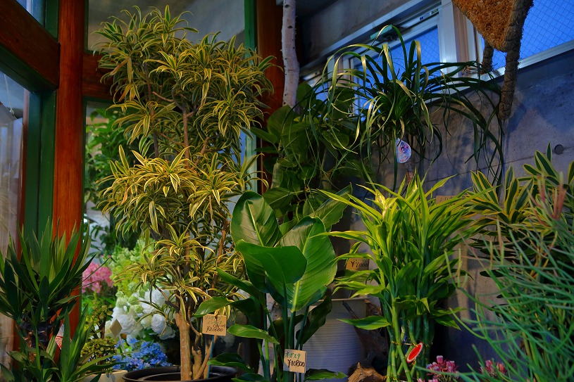 表参道 おススメ フラワーショップ4選 表参道でもリーズナブル 人気のお花屋さんをご紹介 One Life パーフェクトスペースカーテン館