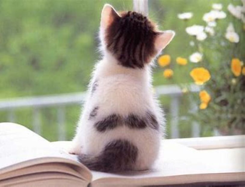 猫が窓辺で外を見ている後ろ姿