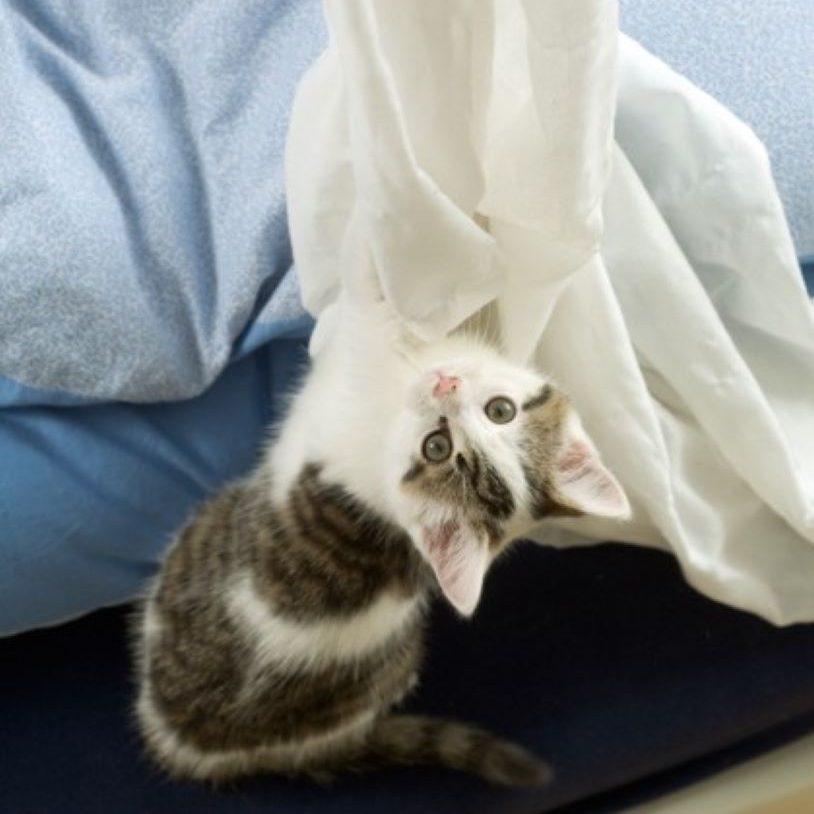 白いシーツを引っ張って遊んでいる猫ちゃん